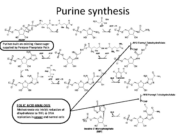 Purine synthesis Purines built on existing ribose sugar supplied by Pentose Phosphate Path FOLIC