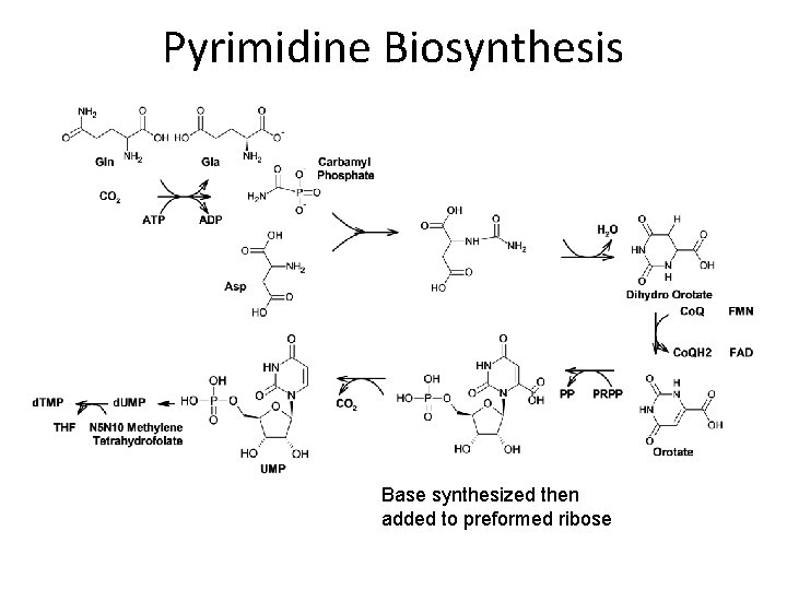 Pyrimidine Biosynthesis Base synthesized then added to preformed ribose 