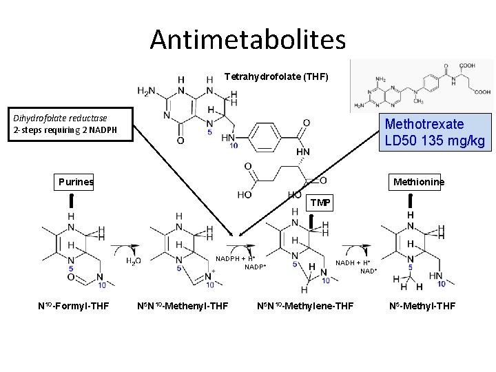 Antimetabolites Tetrahydrofolate (THF) Dihydrofolate reductase 2 -steps requiring 2 NADPH Methotrexate LD 50 135
