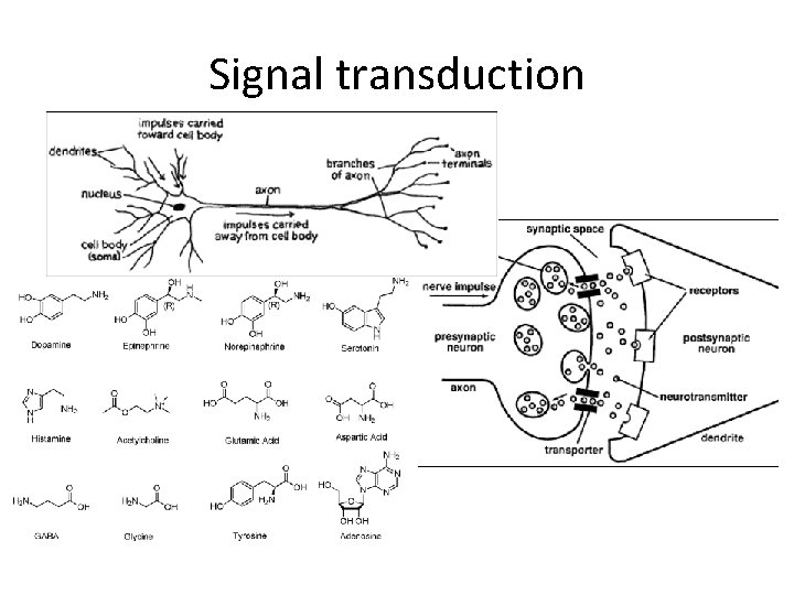 Signal transduction 