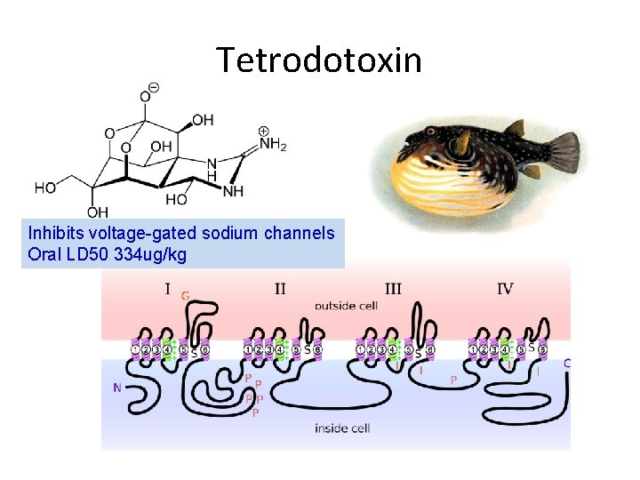 Tetrodotoxin Inhibits voltage-gated sodium channels Oral LD 50 334 ug/kg 