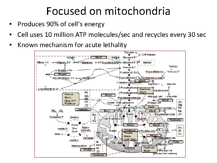 Focused on mitochondria • Produces 90% of cell’s energy • Cell uses 10 million