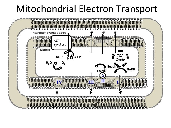 Mitochondrial Electron Transport Intermembrane space H+ H+ H+ ATP Synthase Matrix III H O