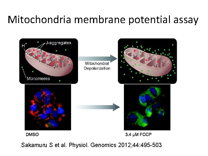 Mitochondria membrane potential assay Sakamuru S et al. Physiol. Genomics 2012; 44: 495 -503