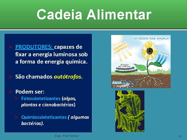 Cadeia Alimentar Ø PRODUTORES: capazes de fixar a energia luminosa sob a forma de