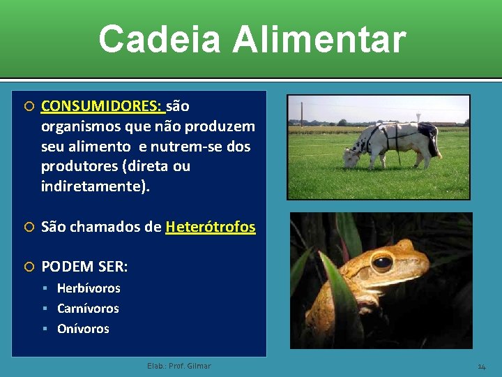 Cadeia Alimentar CONSUMIDORES: são organismos que não produzem seu alimento e nutrem-se dos produtores