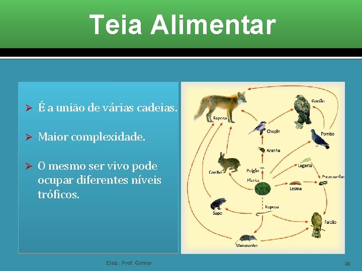 Teia Alimentar Ø É a união de várias cadeias. Ø Maior complexidade. Ø O