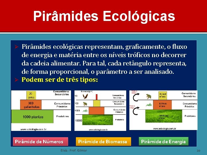 Pirâmides Ecológicas Pirâmides ecológicas representam, graficamente, o fluxo de energia e matéria entre os