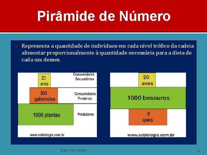 Pirâmide de Número Ø Representa a quantidade de indivíduos em cada nível trófico da