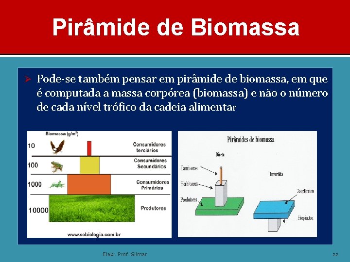 Pirâmide de Biomassa Ø Pode-se também pensar em pirâmide de biomassa, em que é