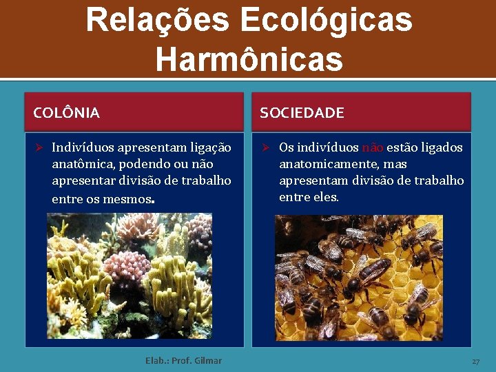 Relações Ecológicas Harmônicas COLÔNIA Ø SOCIEDADE Indivíduos apresentam ligação anatômica, podendo ou não apresentar