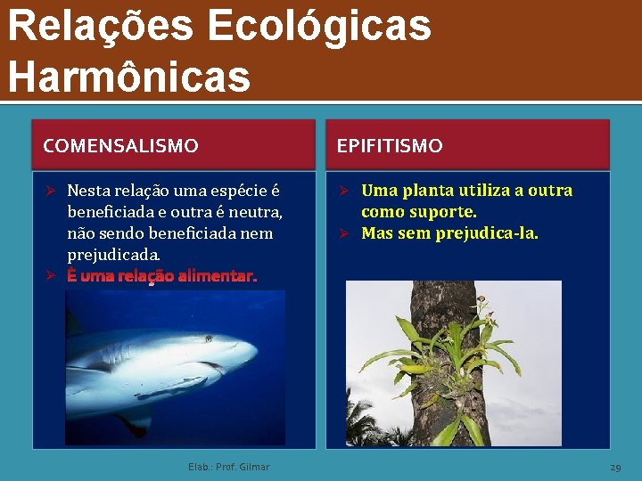 Relações Ecológicas Harmônicas COMENSALISMO Ø Nesta relação uma espécie é beneficiada e outra é