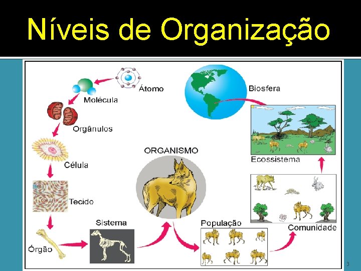 Níveis de Organização Elab. : Prof. Gilmar 3 