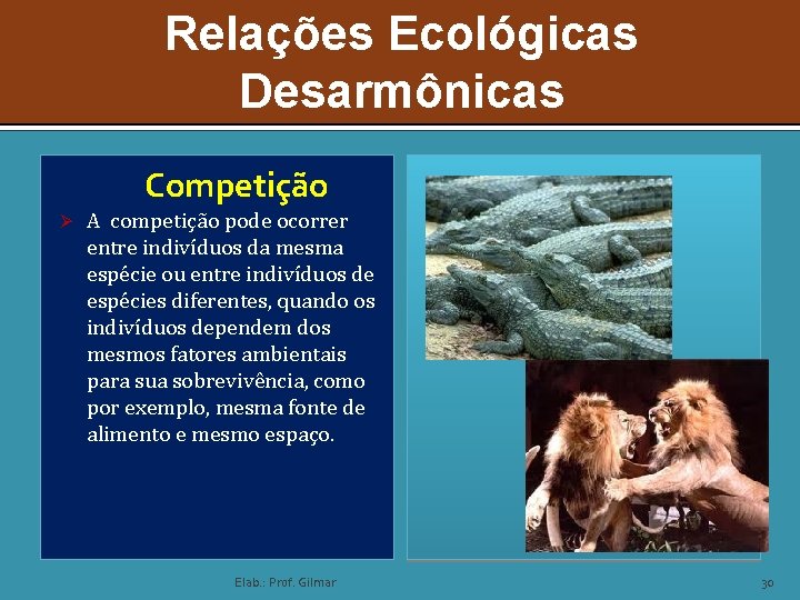 Relações Ecológicas Desarmônicas Competição Ø A competição pode ocorrer entre indivíduos da mesma espécie