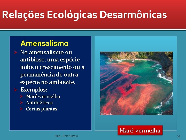 Relações Ecológicas Desarmônicas Amensalismo No amensalismo ou antibiose, uma espécie inibe o crescimento ou