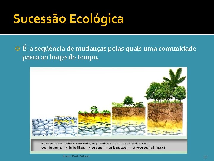 Sucessão Ecológica É a seqüência de mudanças pelas quais uma comunidade passa ao longo