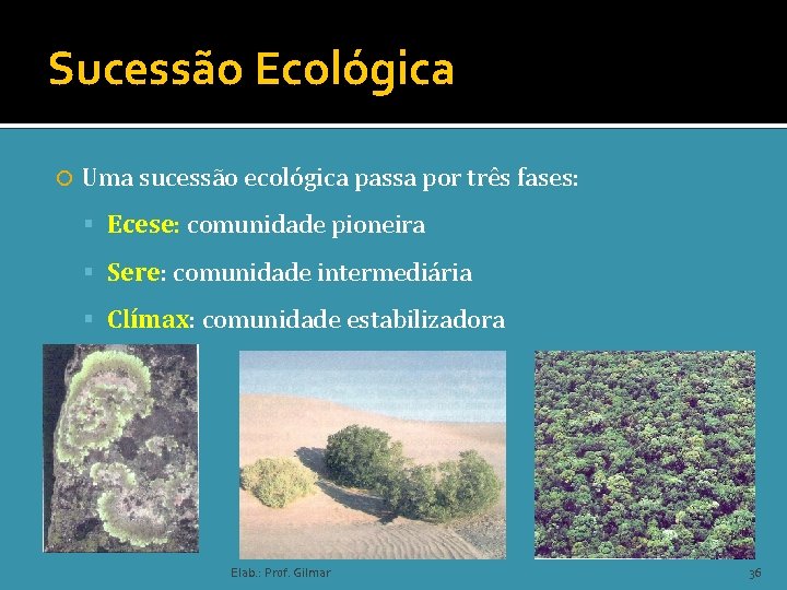 Sucessão Ecológica Uma sucessão ecológica passa por três fases: Ecese: comunidade pioneira Sere: comunidade