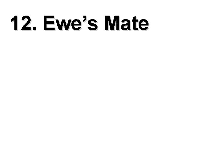 12. Ewe’s Mate 