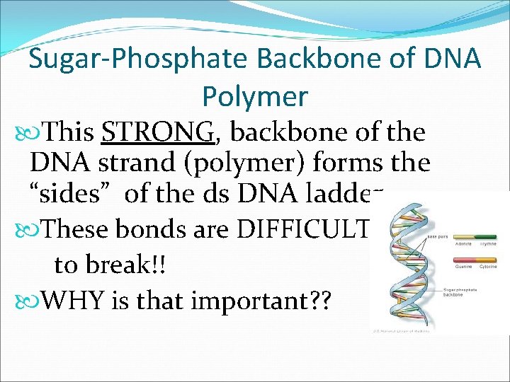 Sugar-Phosphate Backbone of DNA Polymer This STRONG, backbone of the DNA strand (polymer) forms