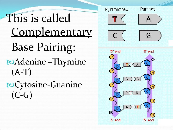 This is called Complementary Base Pairing: Adenine –Thymine (A-T) Cytosine-Guanine (C-G) 