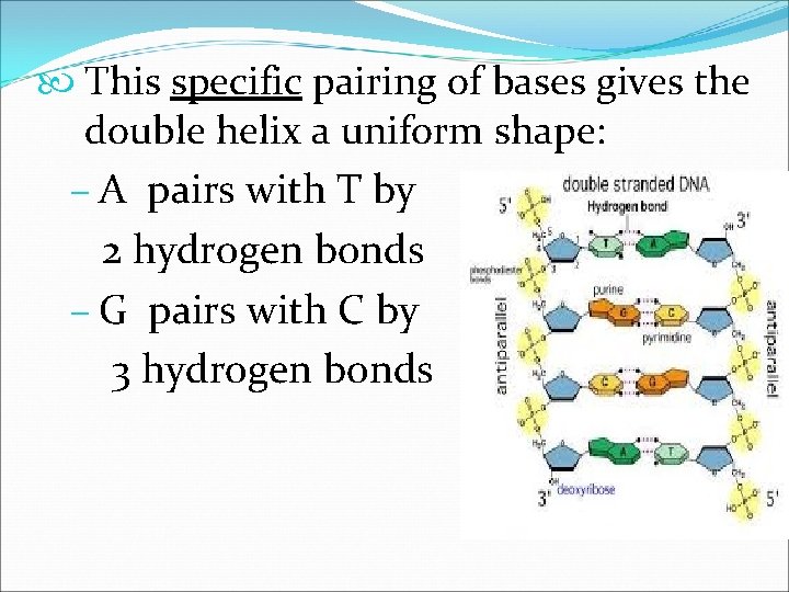  This specific pairing of bases gives the double helix a uniform shape: –