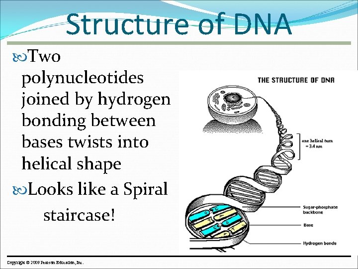 Structure of DNA Two polynucleotides joined by hydrogen bonding between bases twists into helical