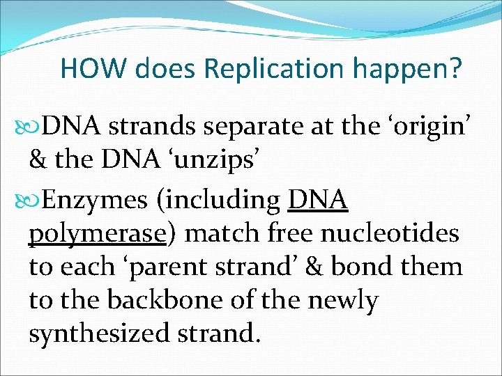 HOW does Replication happen? DNA strands separate at the ‘origin’ & the DNA ‘unzips’