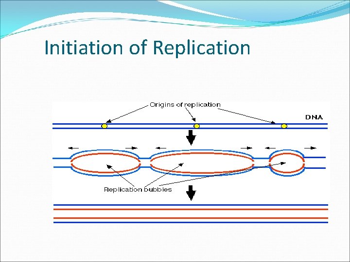 Initiation of Replication 