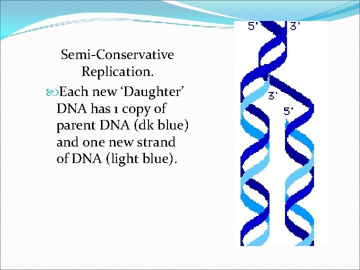 Semi-Conservative Replication. Each new ‘Daughter’ DNA has 1 copy of parent DNA (dk blue)