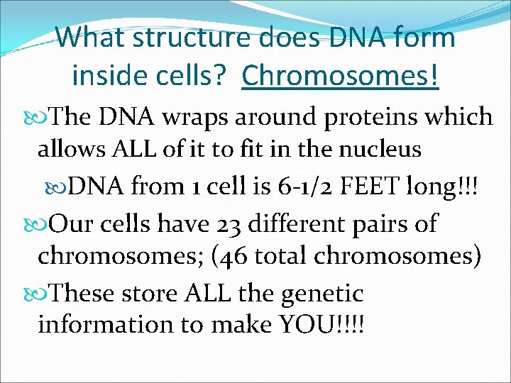 What structure does DNA form inside cells? Chromosomes! The DNA wraps around proteins which