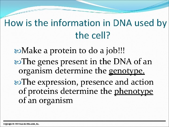 How is the information in DNA used by the cell? Make a protein to