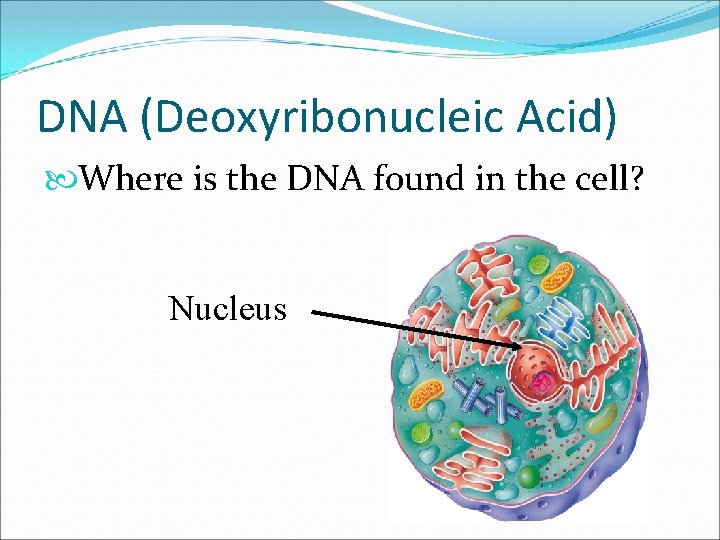 DNA (Deoxyribonucleic Acid) Where is the DNA found in the cell? Nucleus 