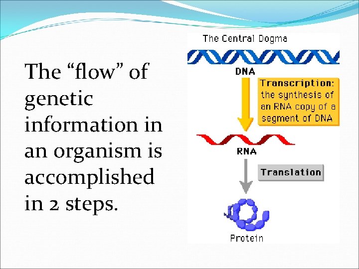 The “flow” of genetic information in an organism is accomplished in 2 steps. 