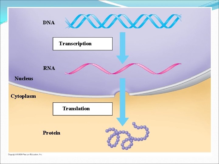 DNA Transcription RNA Nucleus Cytoplasm Translation Protein 