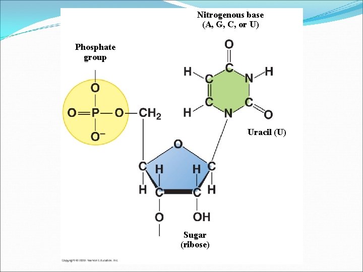 Nitrogenous base (A, G, C, or U) Phosphate group Uracil (U) Sugar (ribose) 