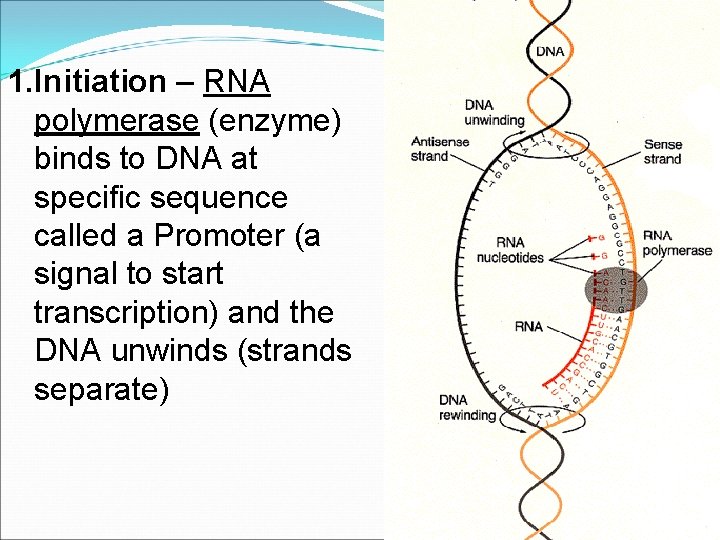 1. Initiation – RNA polymerase (enzyme) binds to DNA at specific sequence called a
