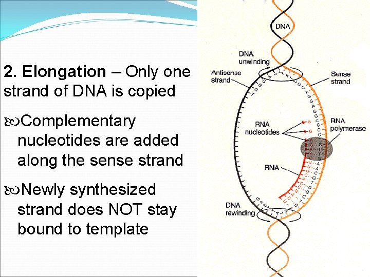 2. Elongation – Only one strand of DNA is copied Complementary nucleotides are added