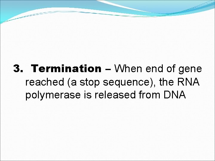 3. Termination – When end of gene reached (a stop sequence), the RNA polymerase
