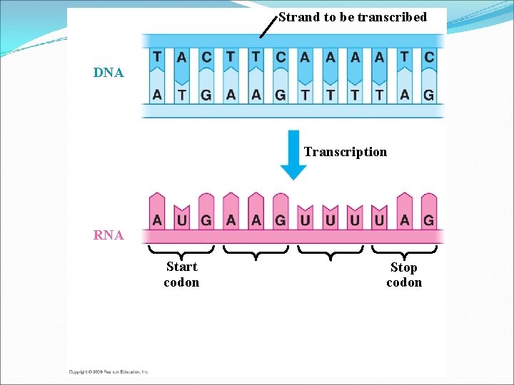 Strand to be transcribed DNA Transcription RNA Start codon Stop codon 