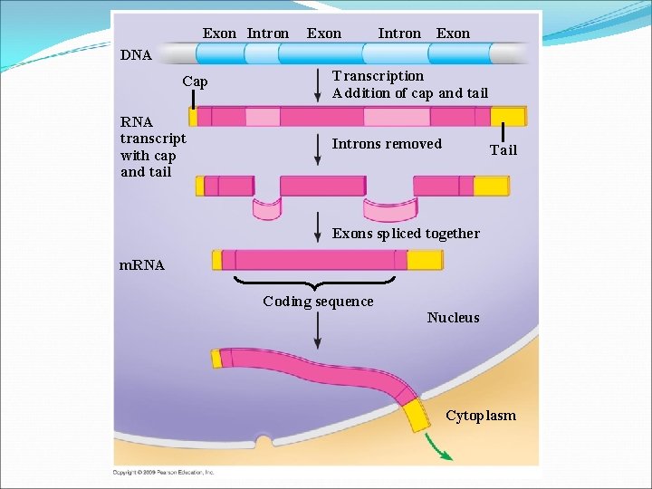 Exon Intron Exon DNA Cap RNA transcript with cap and tail Transcription Addition of