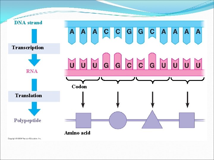 DNA strand Transcription RNA Codon Translation Polypeptide Amino acid 