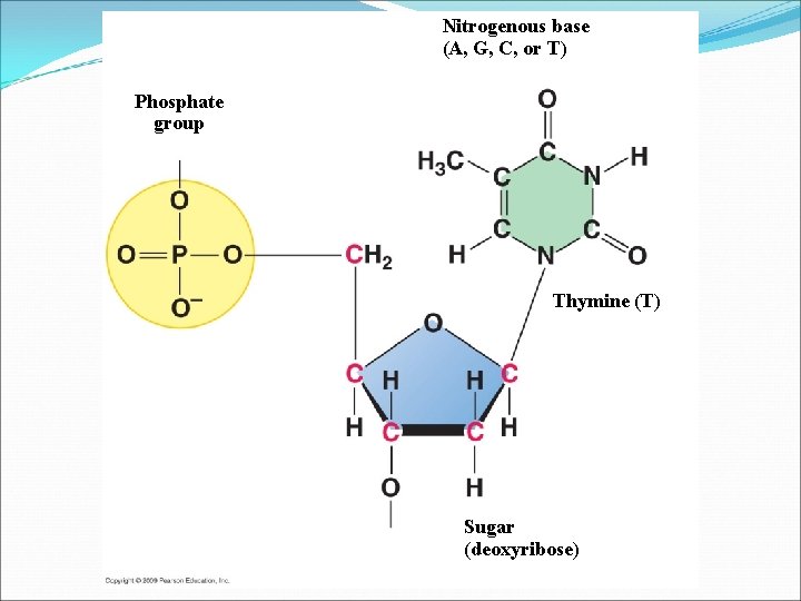Nitrogenous base (A, G, C, or T) Phosphate group Thymine (T) Sugar (deoxyribose) 