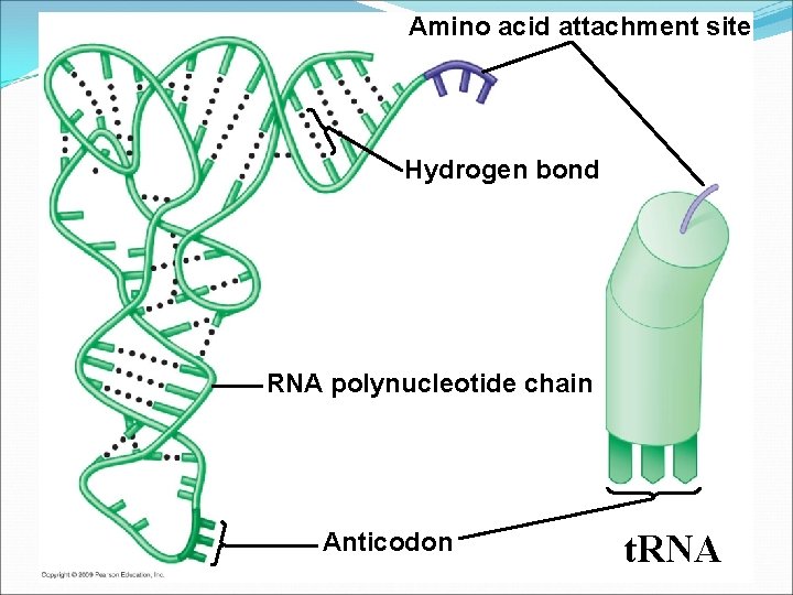Amino acid attachment site Hydrogen bond RNA polynucleotide chain Anticodon t. RNA 