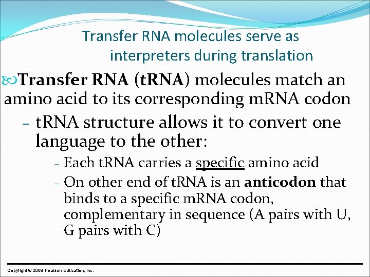 Transfer RNA molecules serve as interpreters during translation Transfer RNA (t. RNA) molecules match