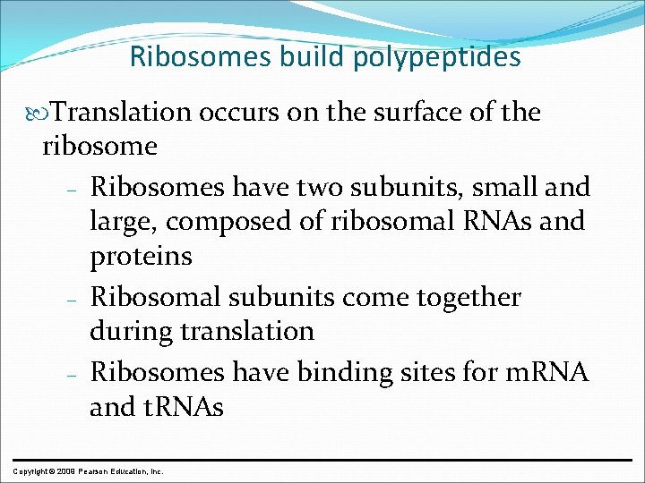 Ribosomes build polypeptides Translation occurs on the surface of the ribosome – Ribosomes have