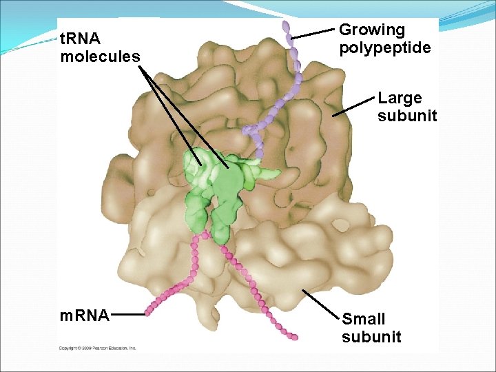 t. RNA molecules Growing polypeptide Large subunit m. RNA Small subunit 