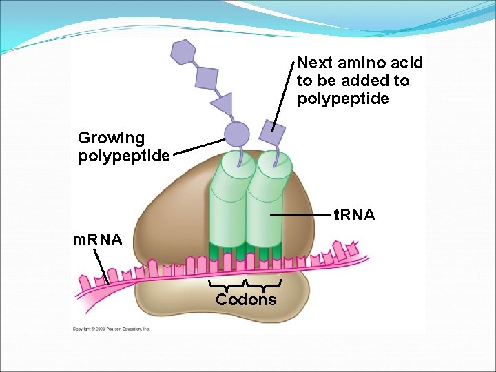 Next amino acid to be added to polypeptide Growing polypeptide t. RNA m. RNA