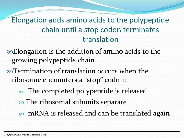Elongation adds amino acids to the polypeptide chain until a stop codon terminates translation
