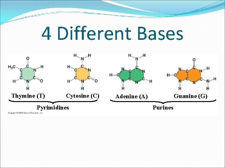 4 Different Bases Thymine (T) Cytosine (C) Pyrimidines Guanine (G) Adenine (A) Purines 