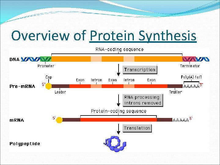 Overview of Protein Synthesis 